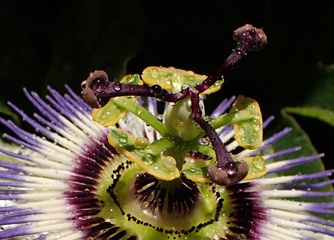 P1114291b0.jpg